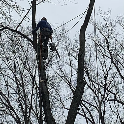 Tree Services
